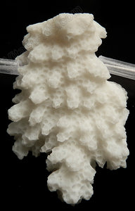 White SpongeCoral Natural AA  -  Free Form Tooth Pendant Top Drilled