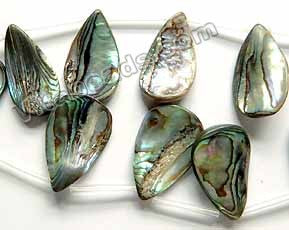 Abalone  -  Top Drilled Smooth Briolette 8"